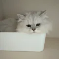 三颗毛豆米