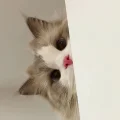 困困猫