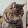 小鹿腰子