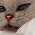 李77