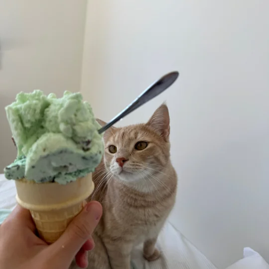 白白的小钊
